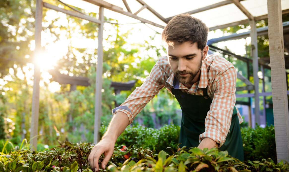 Young handsome cheerful gardener smiling, taking care of plants.